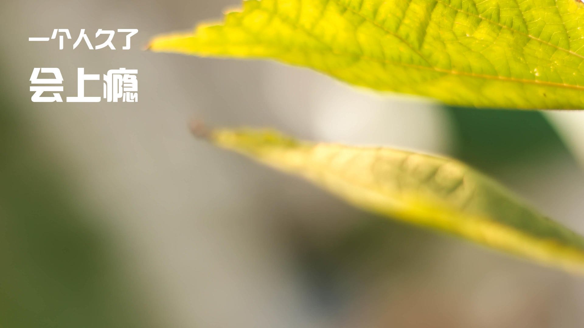 伯恩利防守球员泰科夫奋力封堵射门,难挡对手攻势,伯恩利科尔内