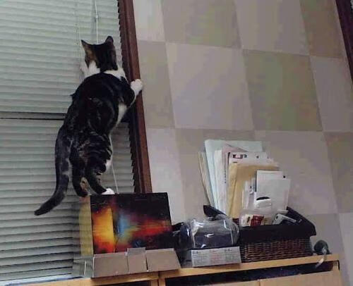 凯撒酋长球员合同到期,续约谈判进行中,恺撒酋长