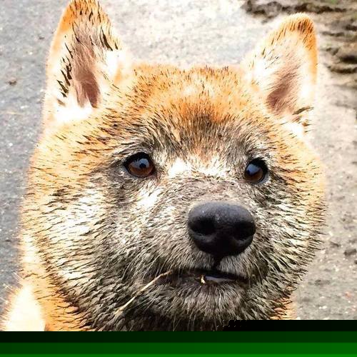 球员年假不足，新月被迫退出超级杯，新月摔倒是哪一集