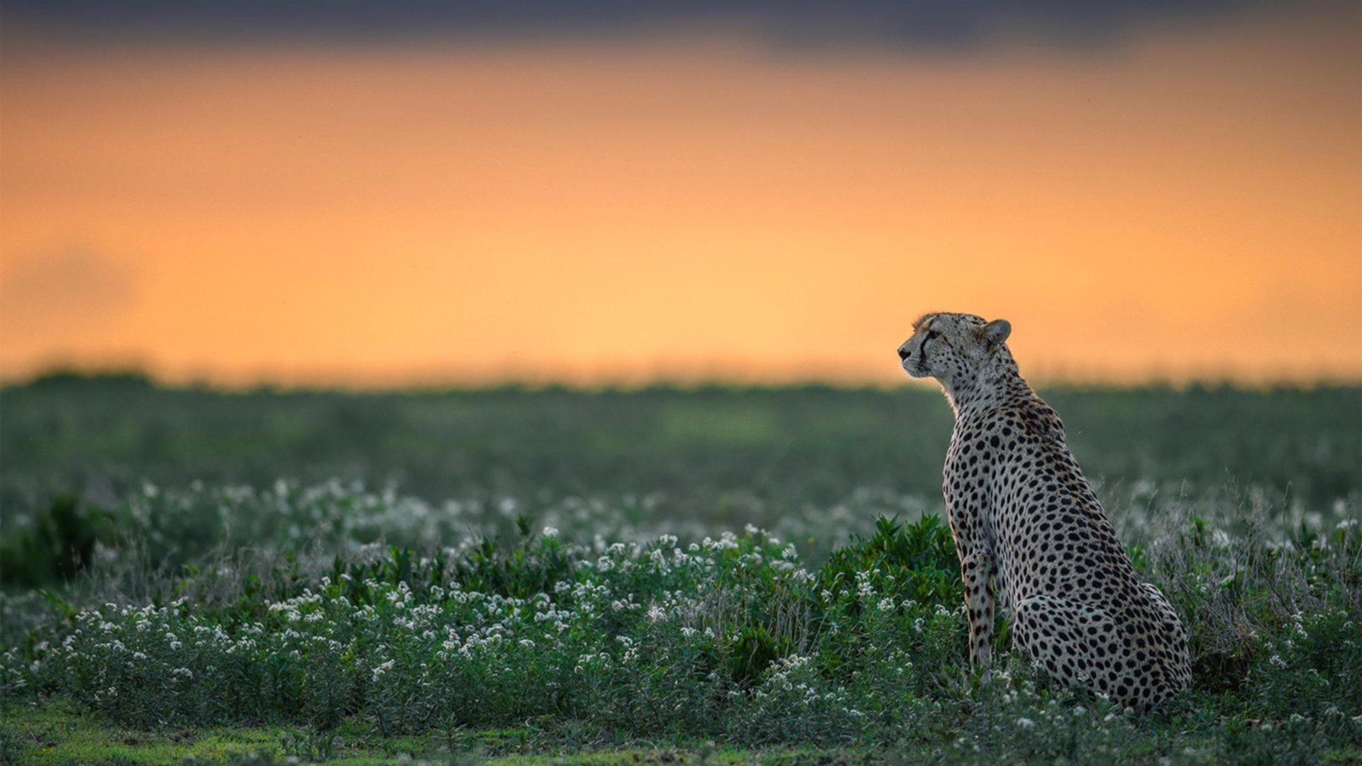 多彩赛场：未来足球场的多元化设计理念，足球场地建设创新做法