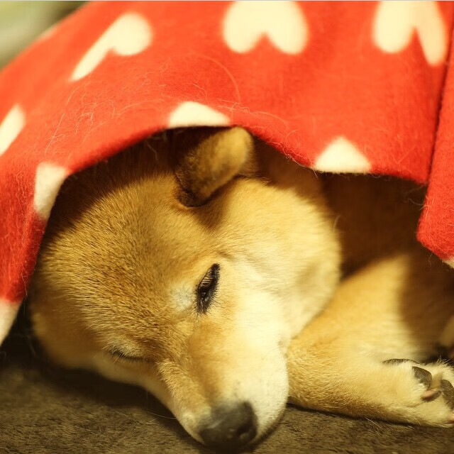 爱游戏官方网站-美国混合接力赛道上续写辉煌历史，美国田径混合接力