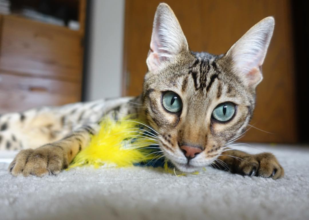 老鹰调整战术重点发挥锋线突破能力,老鹰进攻