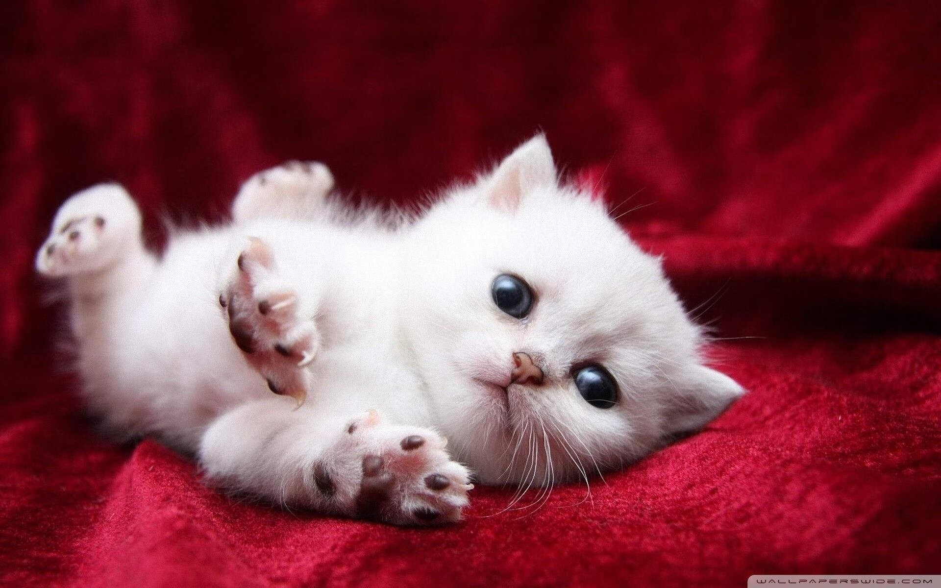 爱游戏中国官方登录入口网站-东亚杯中国女足夺冠 球员表现赢得好评，2019年东亚杯女足