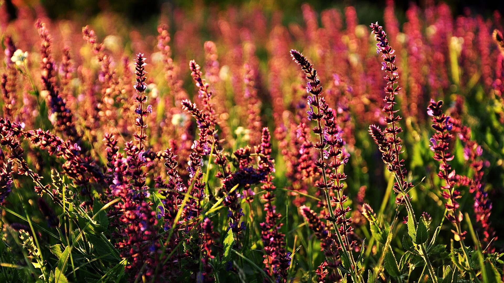 东亚杯中国女足夺冠 球员表现赢得好评,2019年东亚杯女足