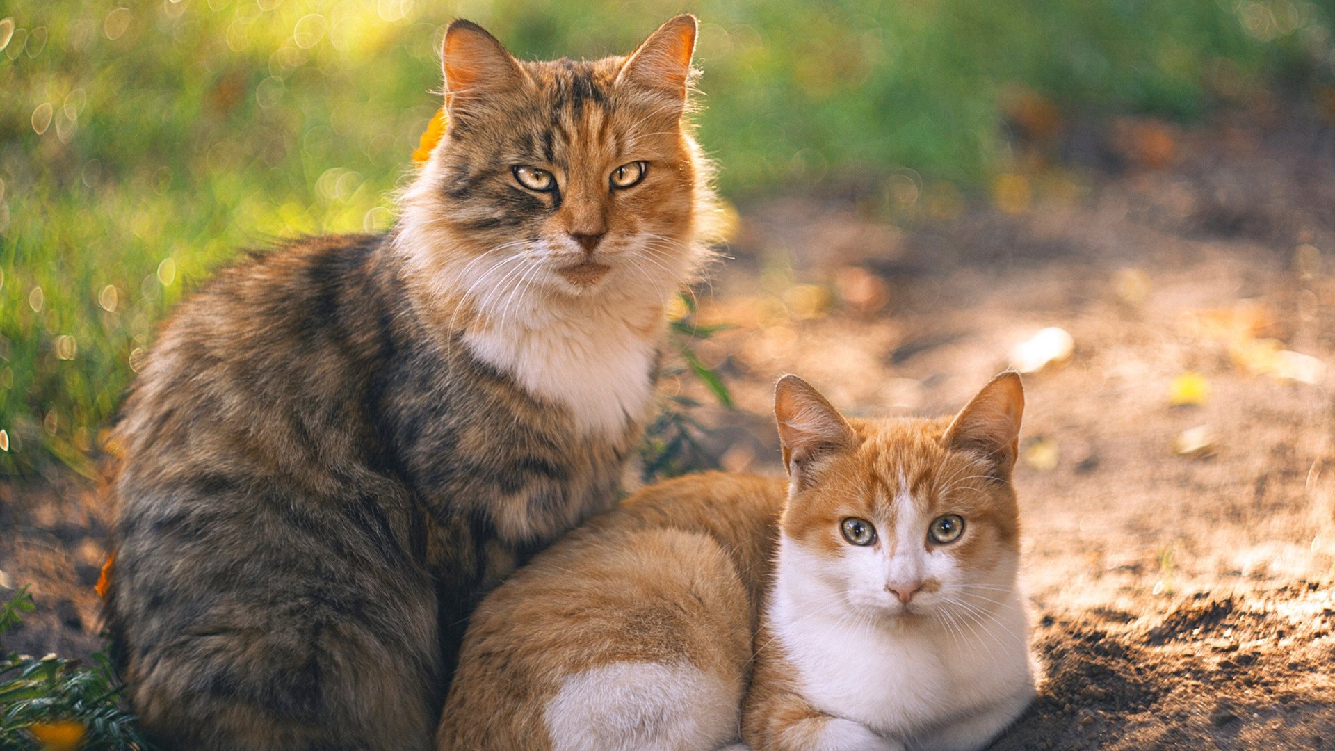 博卡边锋冲击力强,但射门欠准,博卡的主场是哪个球场